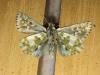 179573 – Photo : Limenitis78 – France (73)